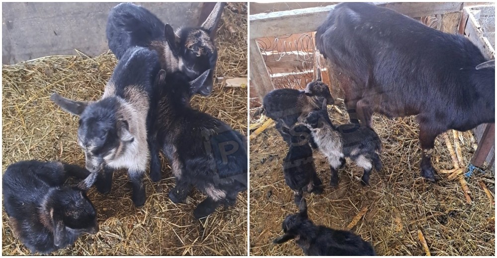 FOTO. O capră din Satu Mare a fătat patru iezi – un caz extrem de rar. Să ne mai descrețim frunțile :)