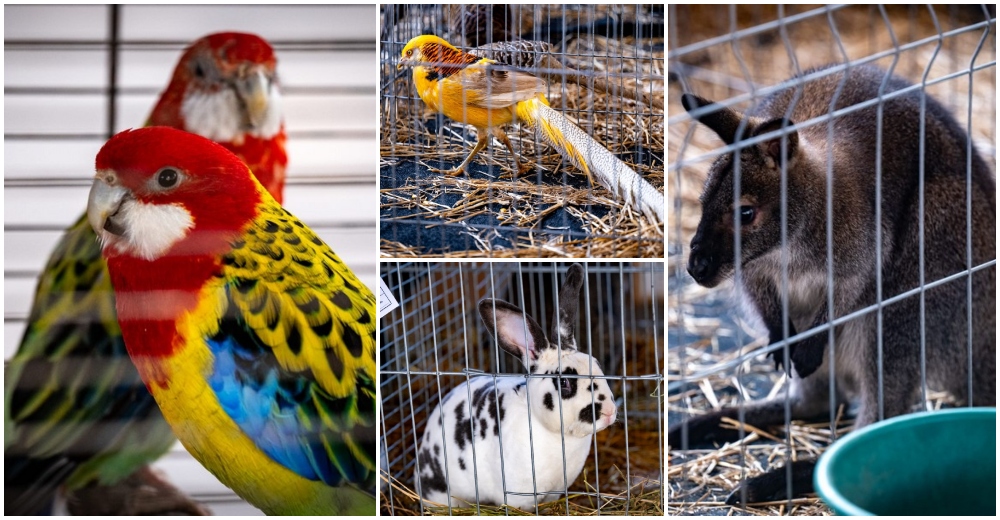 FOTOGALERIE. Super expoziție de animale la Satu Mare: păsări exotice, iepuri și canguri pitici!