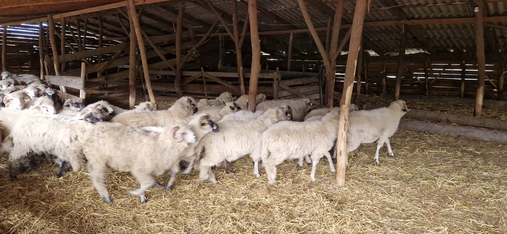 Nu e glumă! Ordin de protecție față de ovine/oi în județul Satu Mare