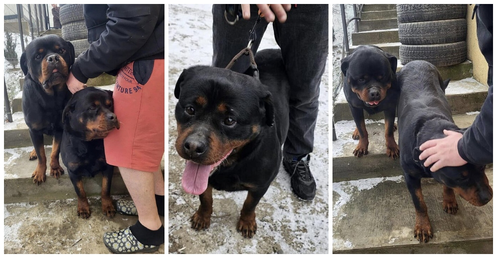 FOTO: Misterul câinilor din municipiul Satu Mare găsiți la sute de km de casă