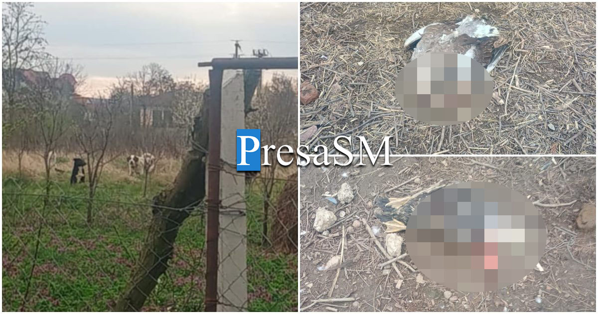 VIDEO. Imagini alarmante în municipiul Satu Mare. Haitele de câini sălbăticite ucid animalele domestice