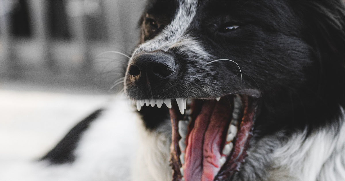 Tragedie într-un județ din țară. O fetiță de un an și opt luni a murit după ce a fost atacată de câinele familiei