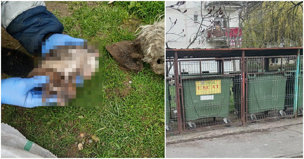 FOTO. Polițiștii sătmăreni s-au sesizat după ce pui de câine și resturi de animale au fost găsite într-un sac aruncat la tomberon în municipiul Satu Mare