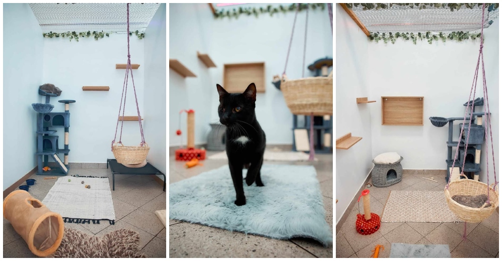 FOTO. Hotel de Pisici Satu Mare. Vacanța Perfectă pentru blănoși, mai ales de Paște!