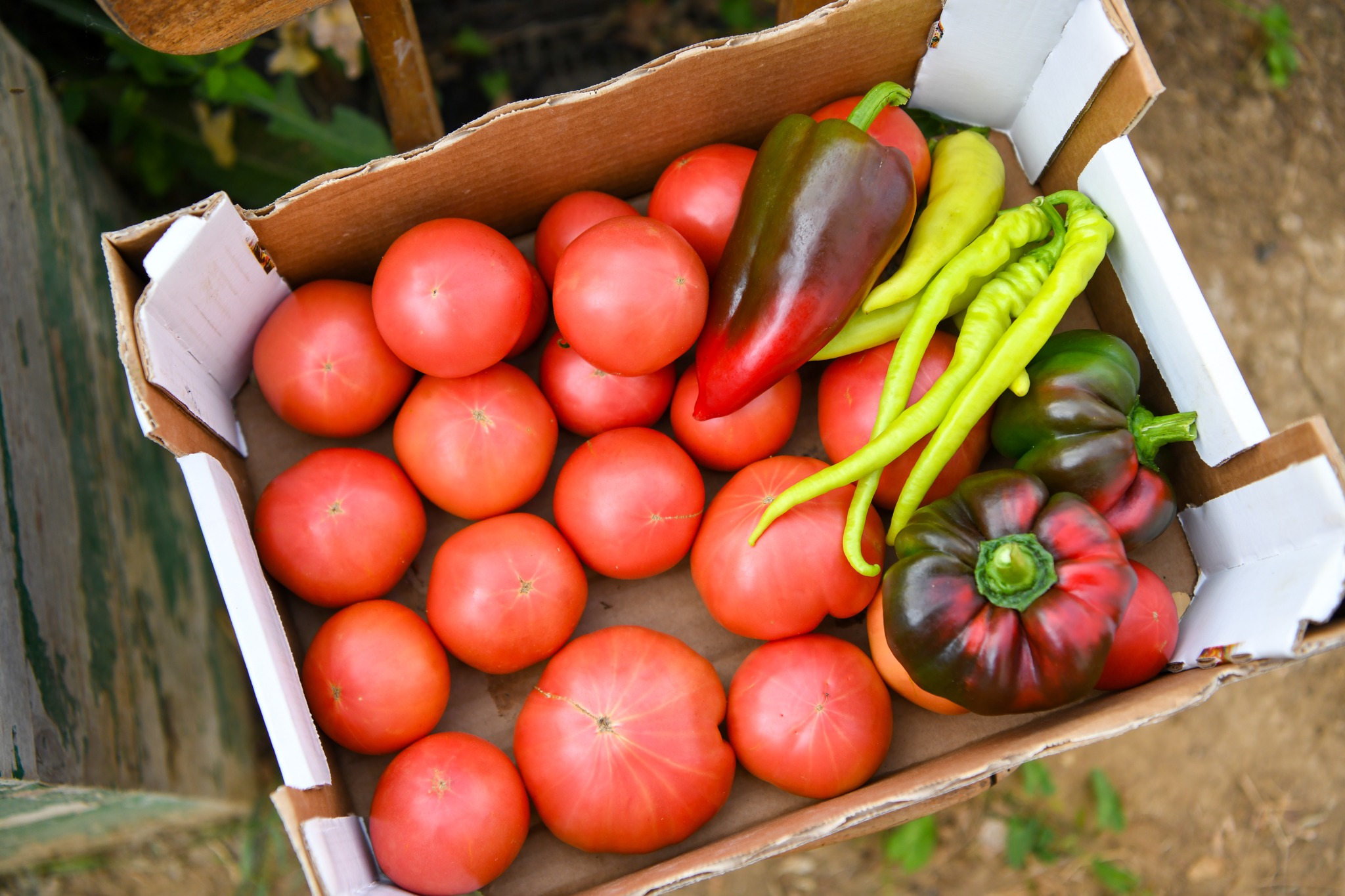 MAGYAR LORAND: Sprijin financiar pentru legumicultori: 1,5 euro pe metru pătrat pentru cultivarea legumelor în spații protejate