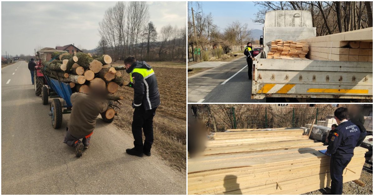 Un tânăr sătmărean și un sălăjean prinși cu sute de transporturi ilegale de lemne. Polițiștii, cu ochii pe copacii tăiați ilegal