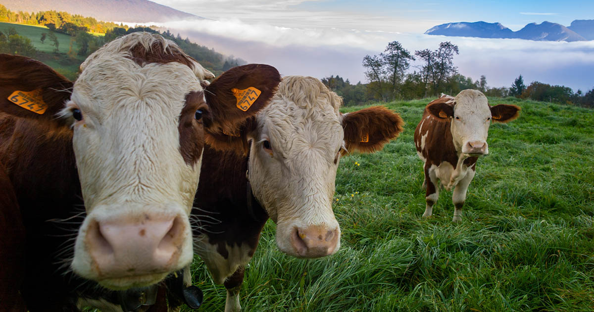 Transporturile de animale vii, furaje, paie și compost dinspre Ungaria spre România, interzise.  Urmează inspecții în fermele de la noi