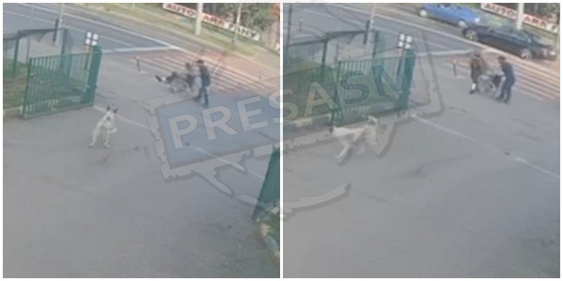 VIDEO. Minune mare în Săptămâna Mare! Cerșetor ”paralizat”, vindecat de un câine făcător de minuni