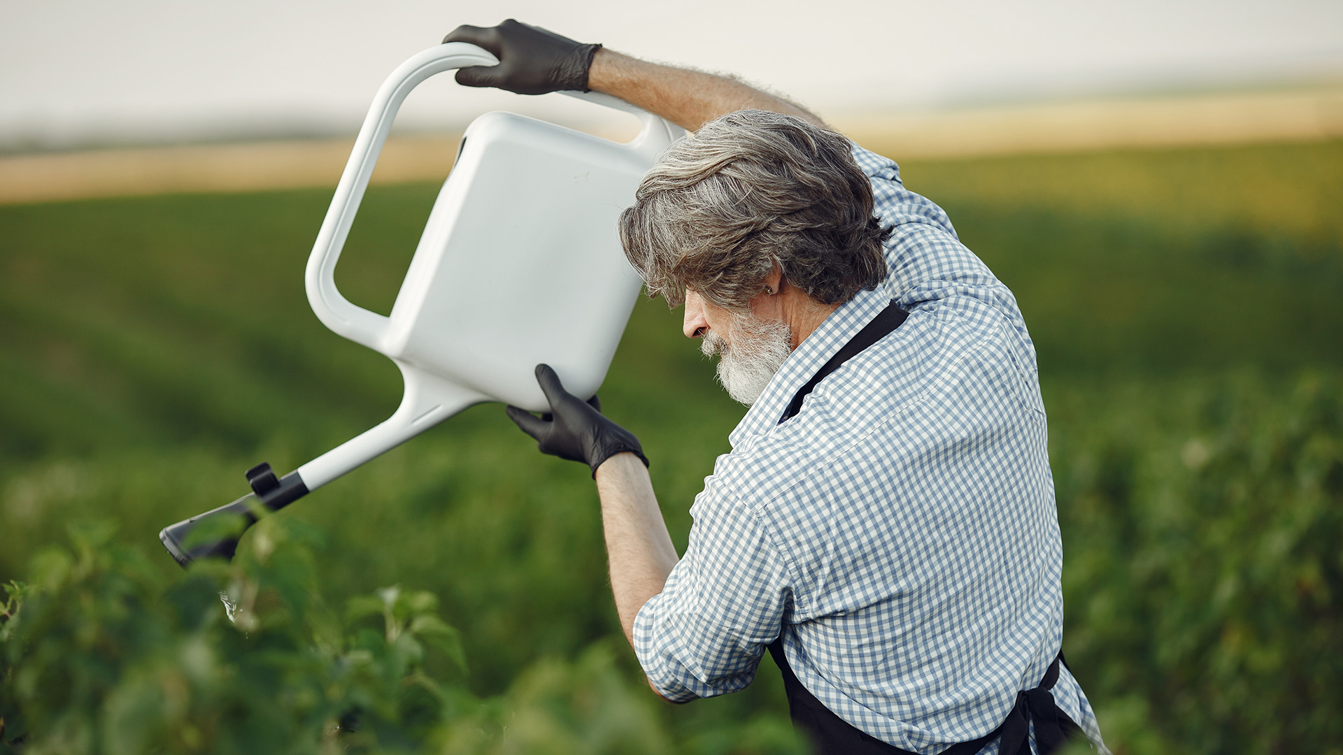 Fungicidele: Prevenția și tratamentul bolilor la plante