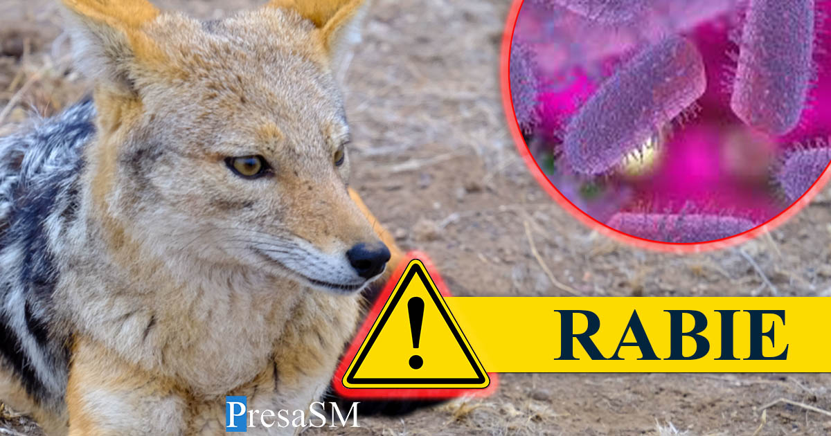 Alertă într-o localitate din județul Satu Mare. Un nou caz de rabie identificat la un șacal