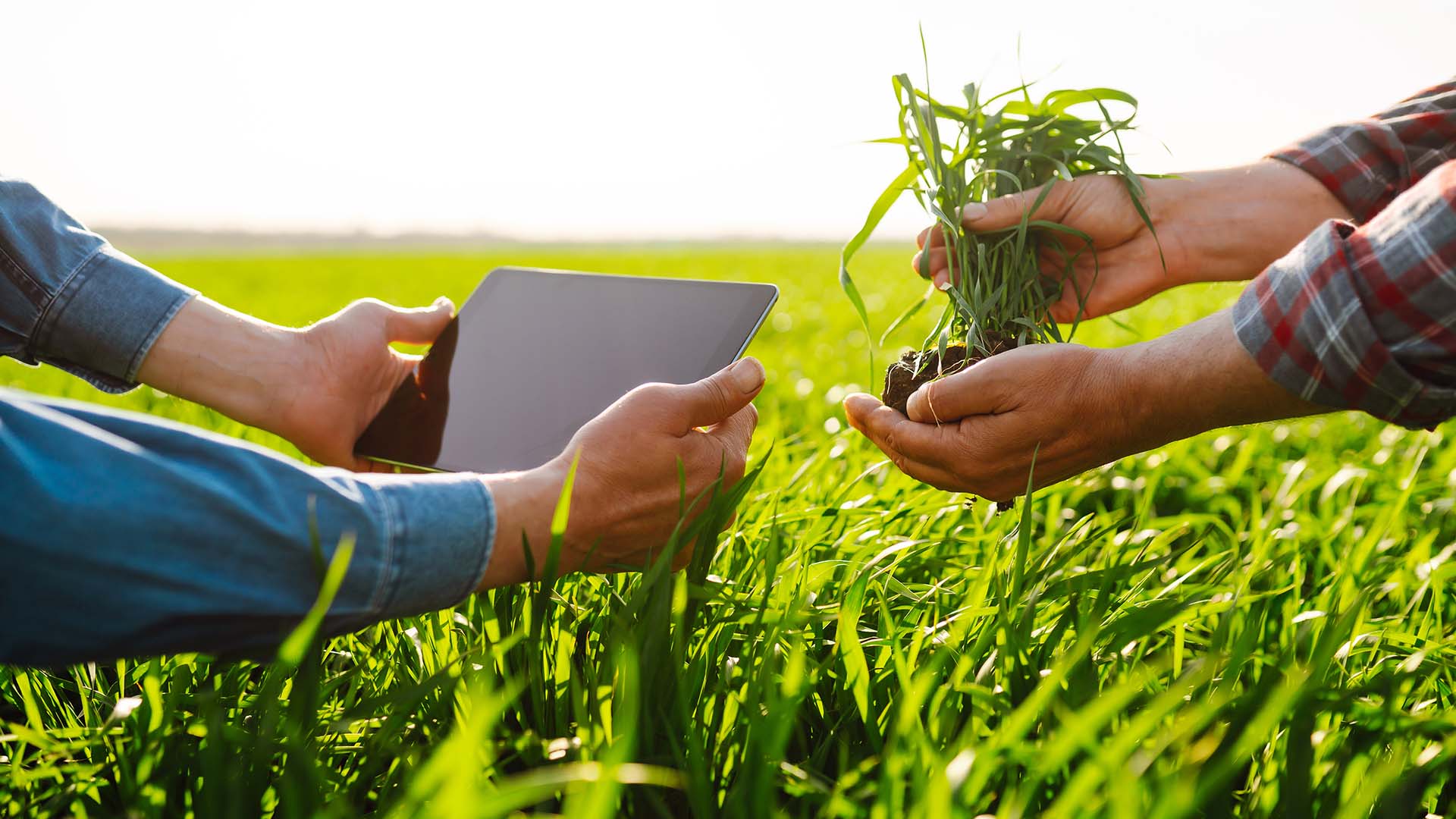 Planificarea investițiilor: cum să îți susții afacerea agricolă