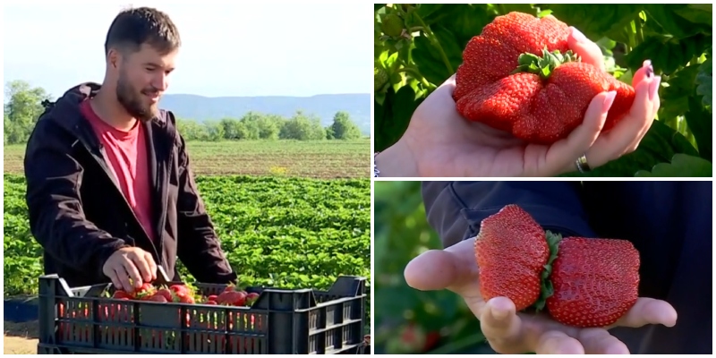 Căpșunile-gigant de la Halmeu fac senzație în România! Oamenii străbat şi 11 ore pe drum. Cât costă kilogramul