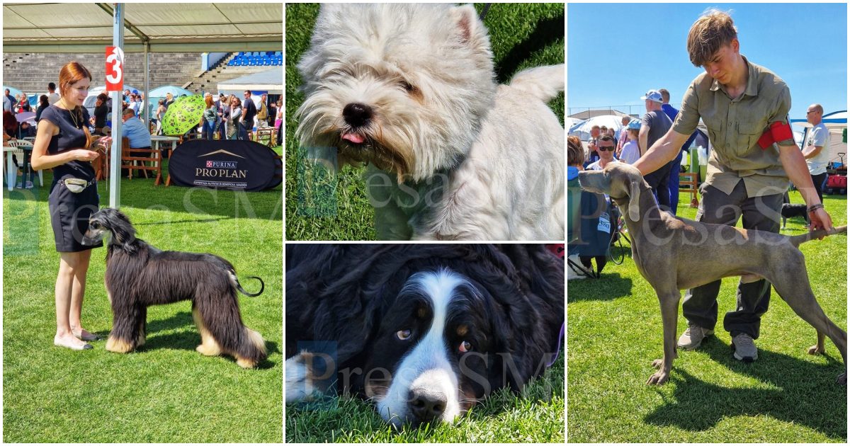 FOTO/VIDEO. Dog Show 2025 a început la Satu Mare! Câini din toate colțurile lumii se întrec pentru titlul suprem