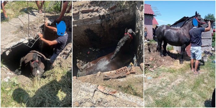 FOTO. Un cal căzut într-o groapă, salvat de pompieri și voluntari în comuna Păulești