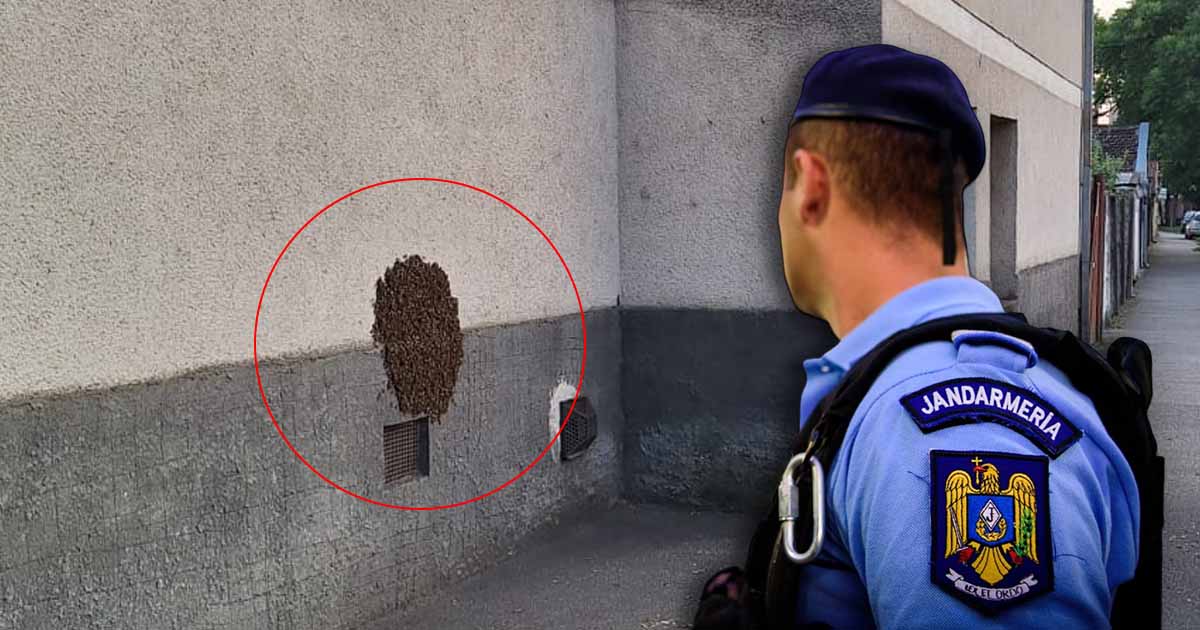 FOTO. Două roiuri de albine în municipiul Satu Mare. Jandarmii chemați în ajutor