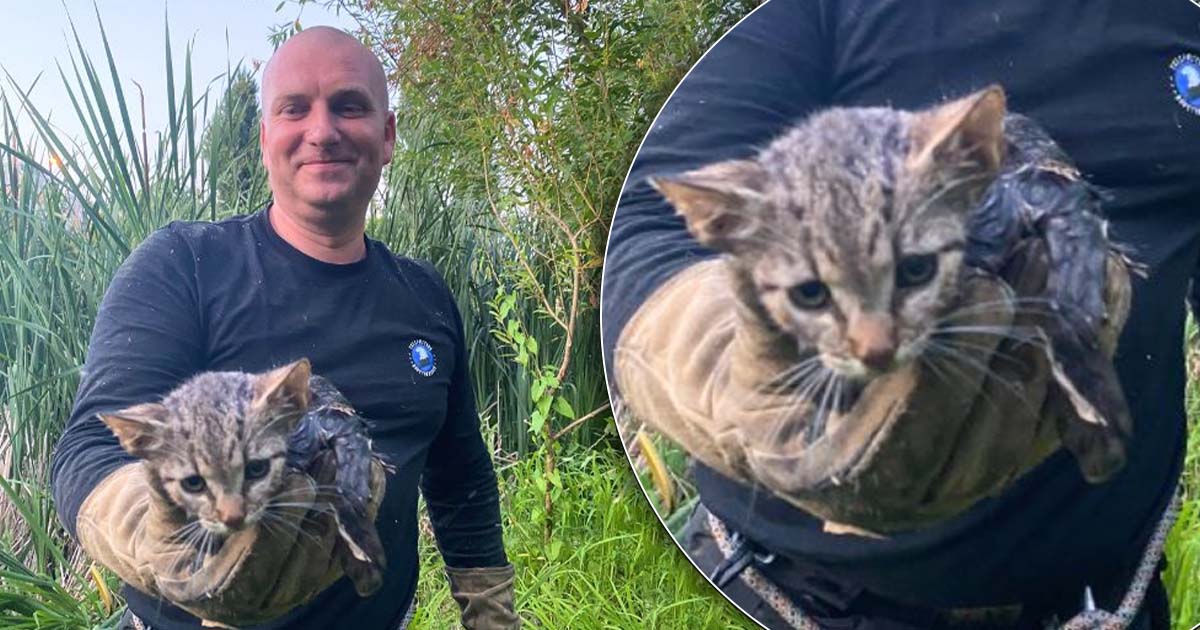 FOTO. Metoda inedită prin care pompierii din județul vecin au salvat o pisicuță dintr-o mlaștină. De ce au folosit YouTube