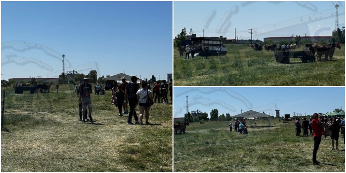 FOTO/VIDEO. Târg de cai, fără aviz DSVSA, oprit de polițiști și jandarmi. Organizatorii se apără: Un singur aviz nu am avut