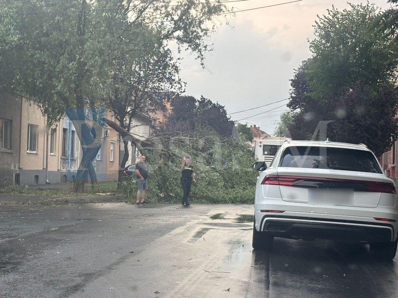 copac cazut vijlelie.jpg