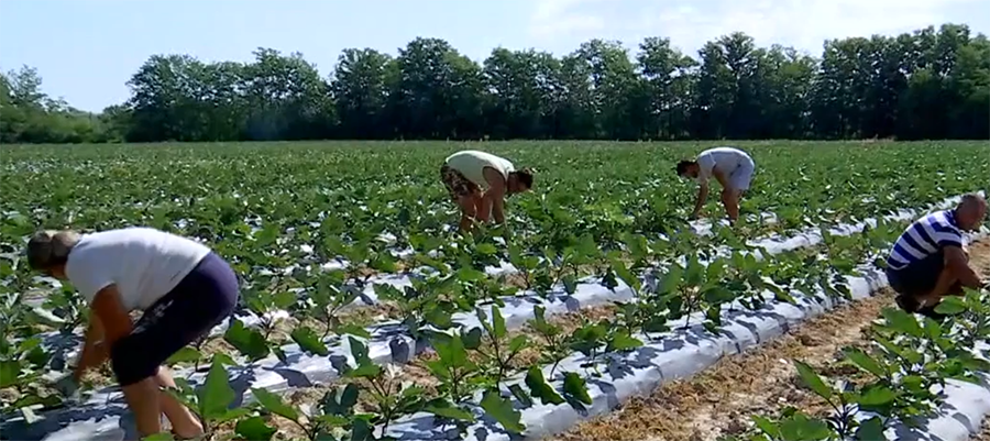 fratii hotca agricultura (4).png