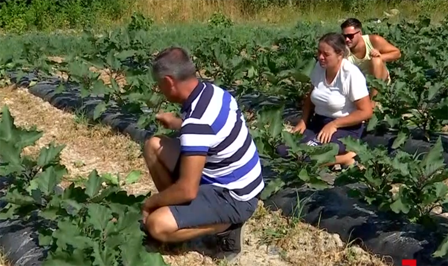 fratii hotca agricultura (3).png