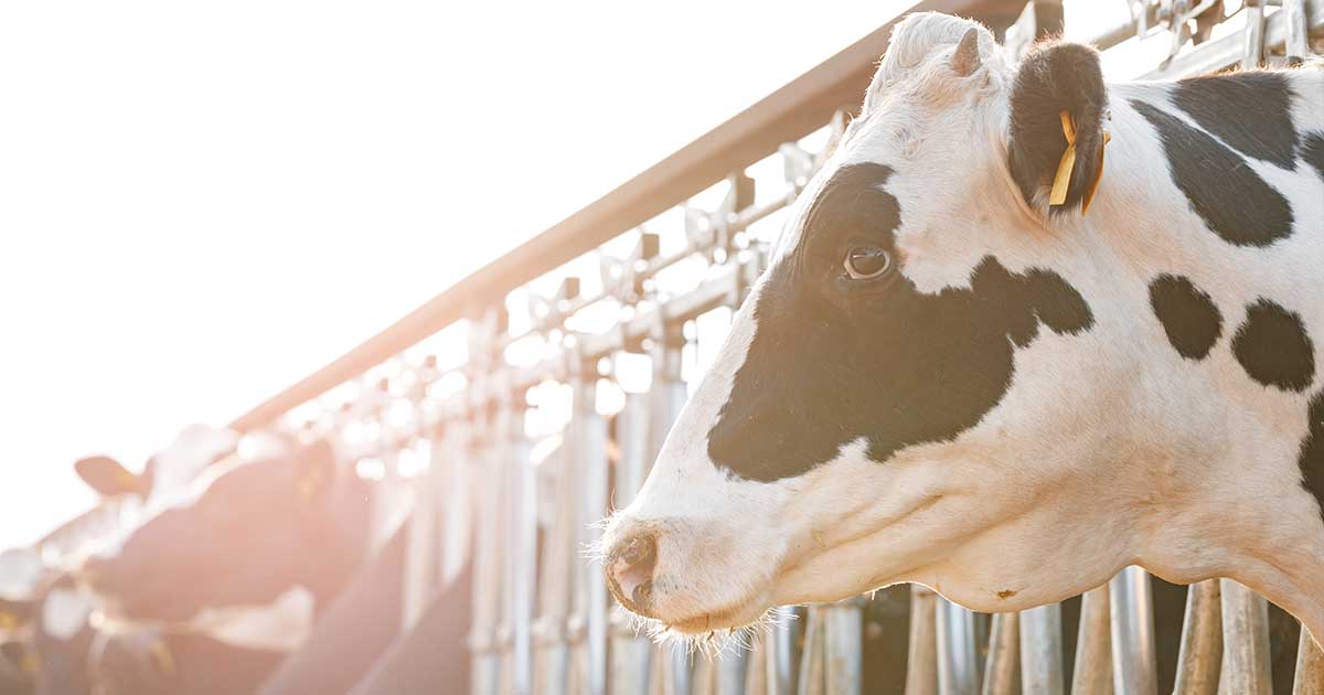 Verificări la crescătorii de animale din județul Satu Mare. S-a lăsat cu o amendă și un avertisment