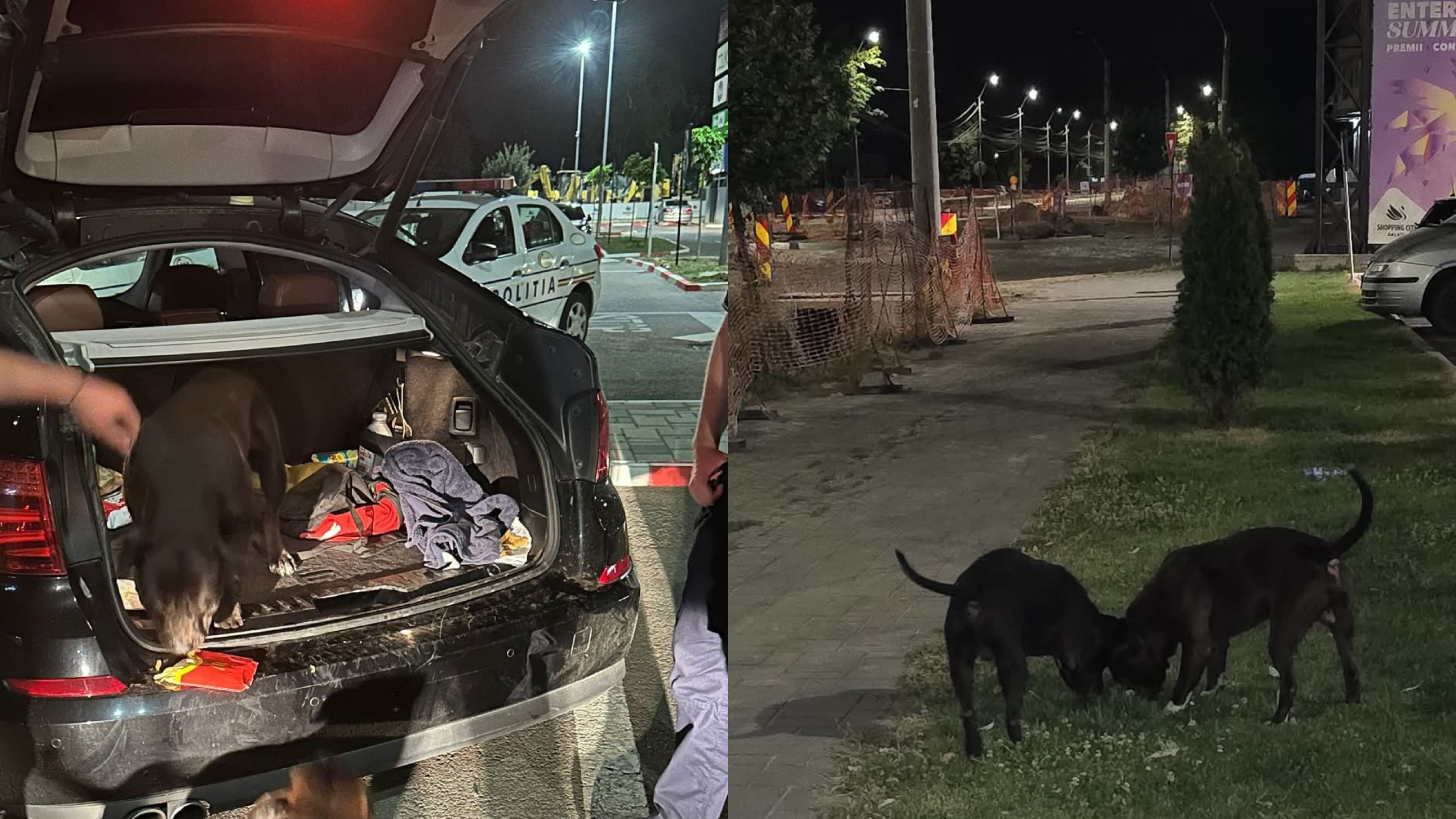 FOTO. Se întâmplă în România. S-a dus la fast-food și s-a trezit cu doi câini Amstaff în portbagaj