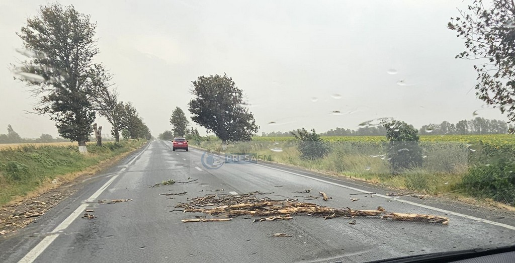 vijelie copaci rupti trafic blocat dn19 (10).jpg