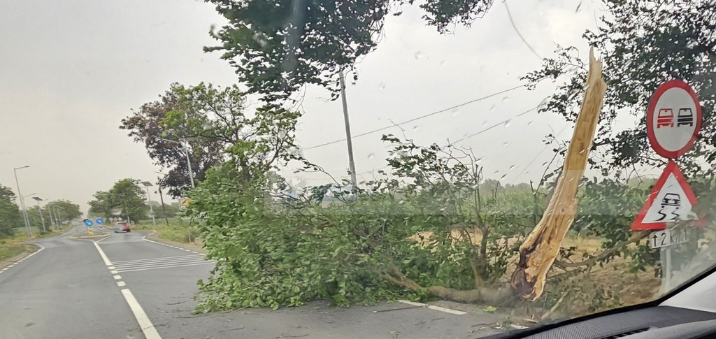 vijelie copaci rupti trafic blocat dn19 (7).jpg