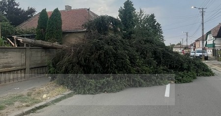 copaci stalpi rupti acoperisuri smulse (5).jpg
