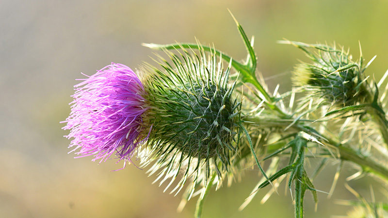 Armurariul – plantă medicinală benefică pentru sănătatea ficatului