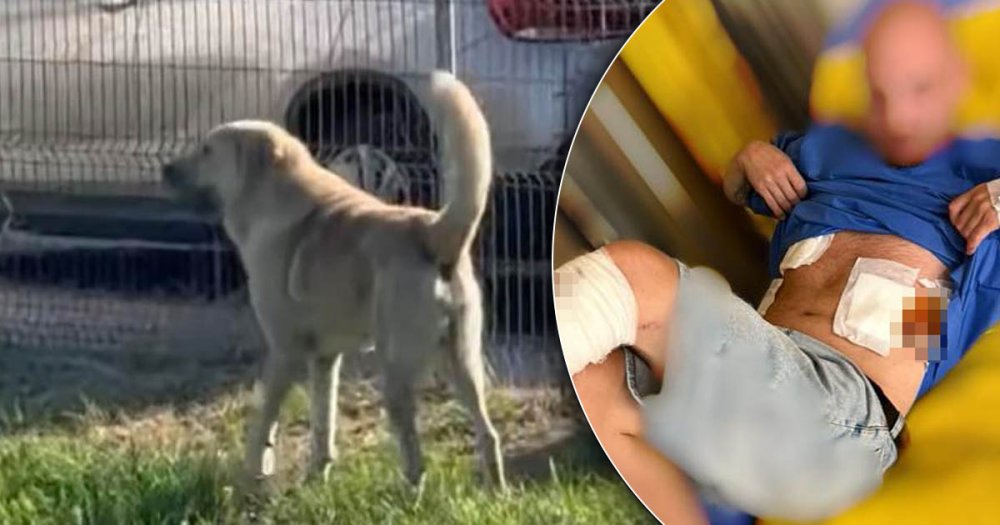 Câinele care a mușcat un sătmărean a fost prins! A ajuns în grija celor de la FreeLife