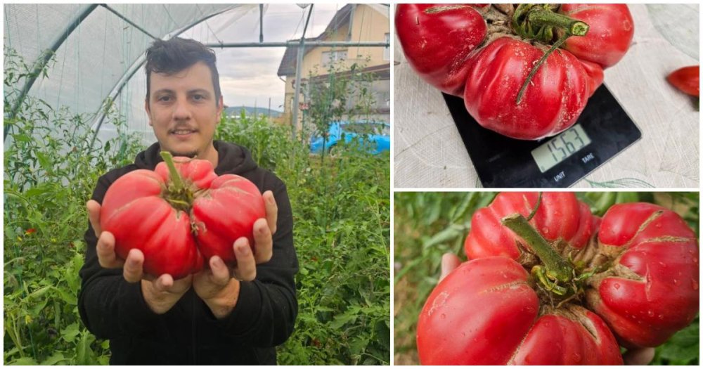 FOTO. Un veterinar din județul vecin cultivă roșii-gigant. E un soi tradițional, apreciat pentru gust