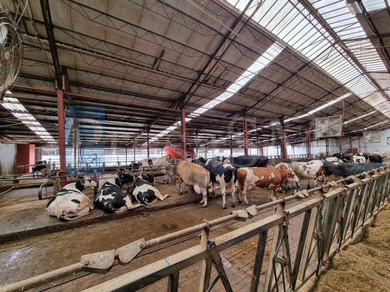 ferma vaci cresctor fermier crescători de animale.jpg