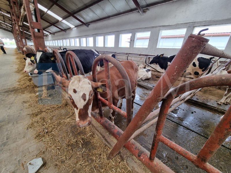 ferma vaci cresctor fermier crescători de animale1.jpg