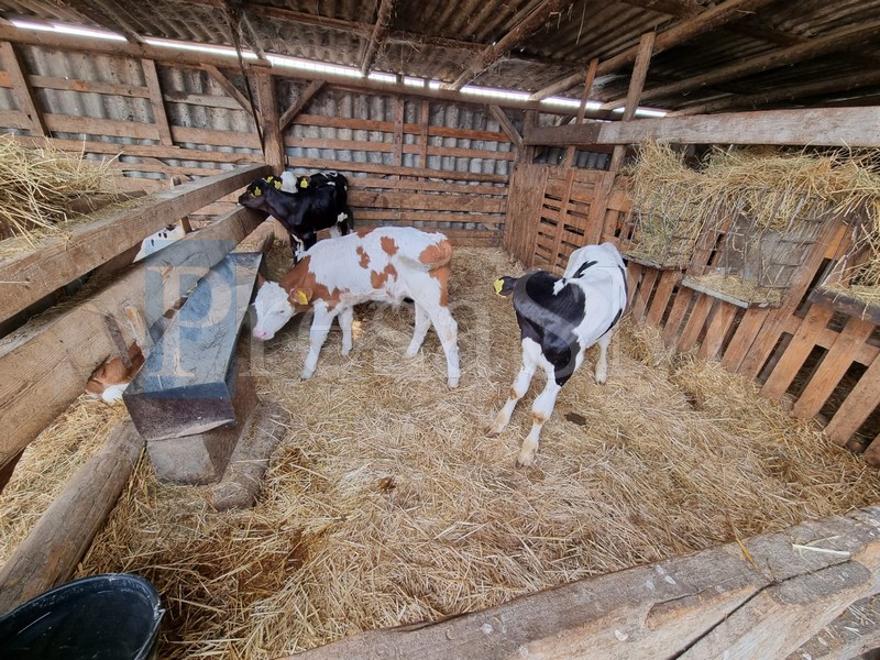 ferma vaci cresctor fermier crescători de animale7.jpg