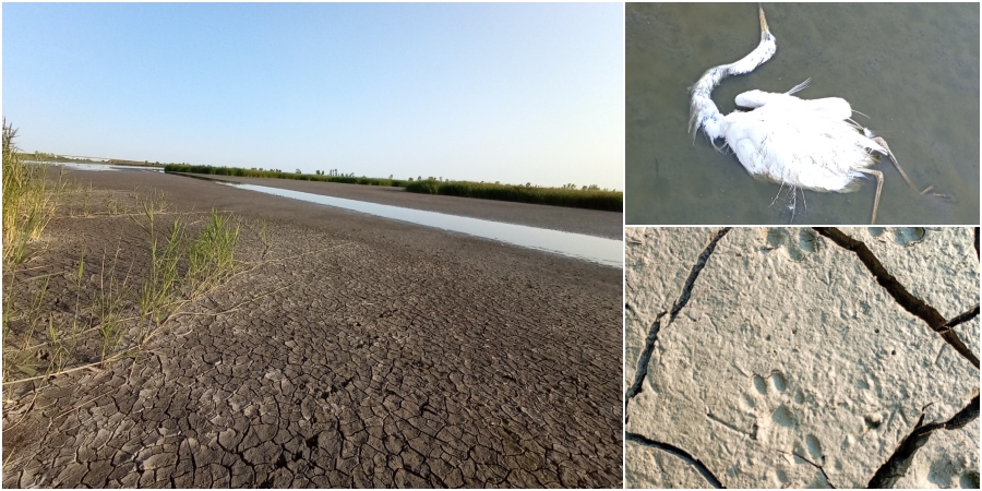 FOTO. Un mare lac din județul Satu Mare, aproape secat. Alertă ecologică, moare fauna!