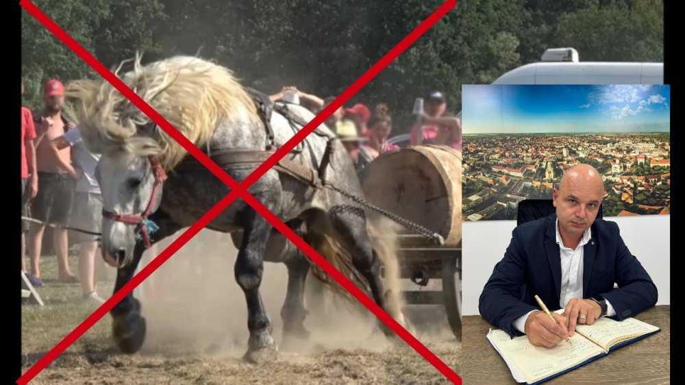 Înapoi în primitivism?! O avocată contestă decizia de interzicere a concursurilor de tracțiune la cai