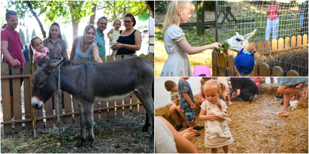 FOTO. Grădină zoologică în Grădina Romei din Satu Mare! Viața de la țară ajunge la oraș