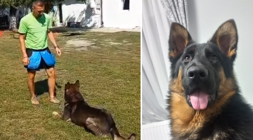 Demonstrații canine spectaculoase la Zilele Sportului Careian