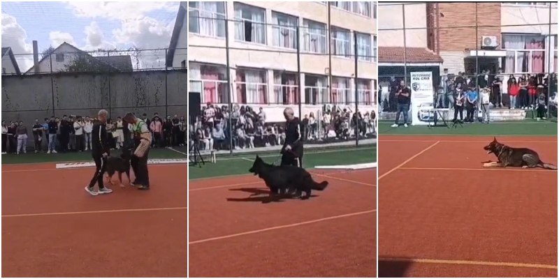 VIDEO. Elevii din Satu Mare, învățați cum să se apere de câinii periculoși