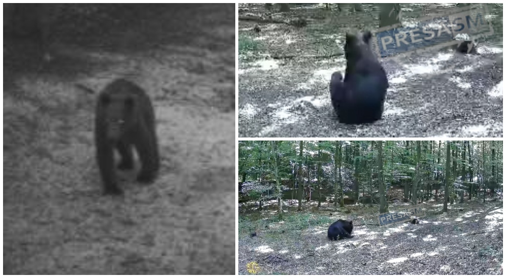 VIDEO. Alertă în Țara Codrului: urși și lupi în zona Homoroade – Socond/județul Satu Mare