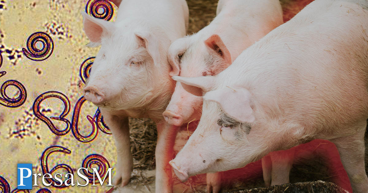 Un nou caz de trichineloză la porc, în județul Satu Mare. Proprietarul animalului va primi despăgubiri