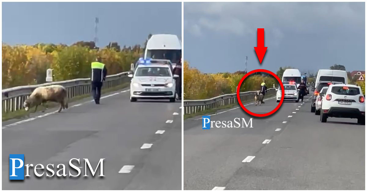 VIDEO. Oile au blocat traficul pe DN 19, între Carei și Satu Mare. Polițiștii au intervenit pentru a elibera drumul