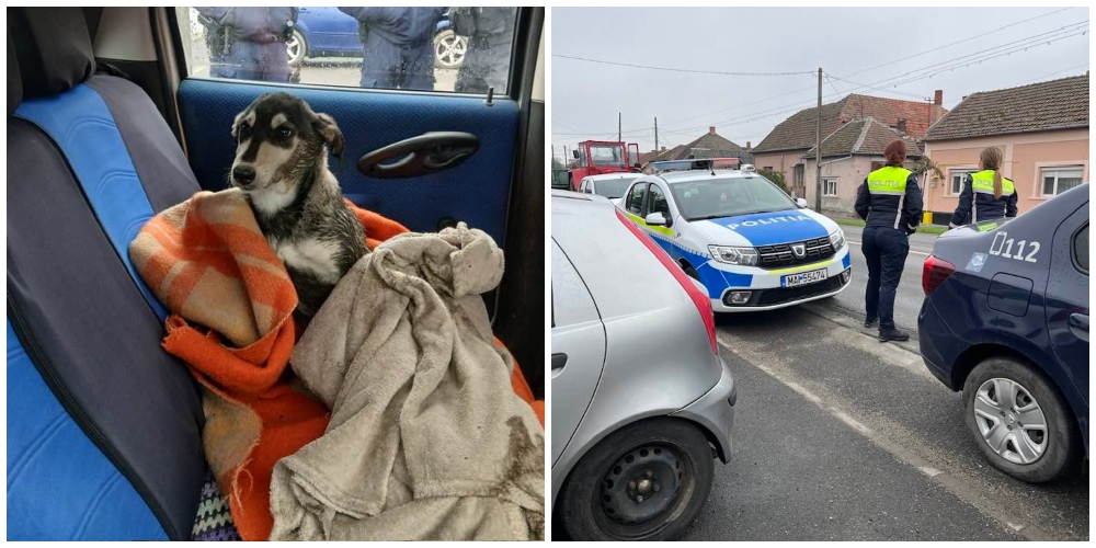 FOTO. Un câine rănit de mașină, lăsat să agonizeze. Martoră: „Au venit polițiștii, doar s-au uitat la el”