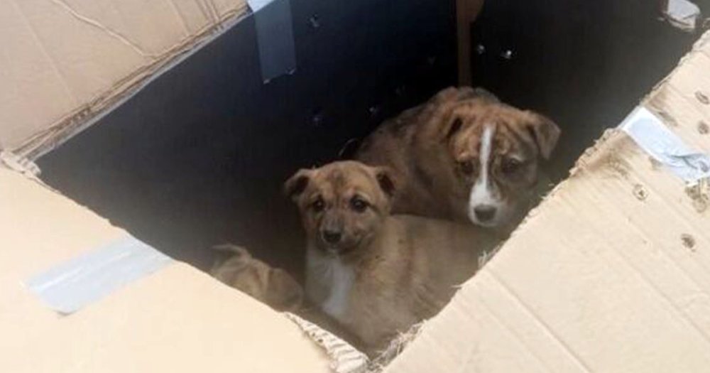 Soluția inedită găsită de o comună din județul vecin pentru a prinde persoanele care abandonează animale
