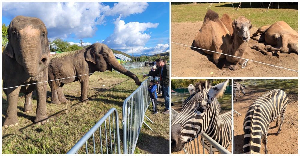 Zoo Park revine la Satu Mare: Singurul loc din România unde copiii pot hrăni un elefant