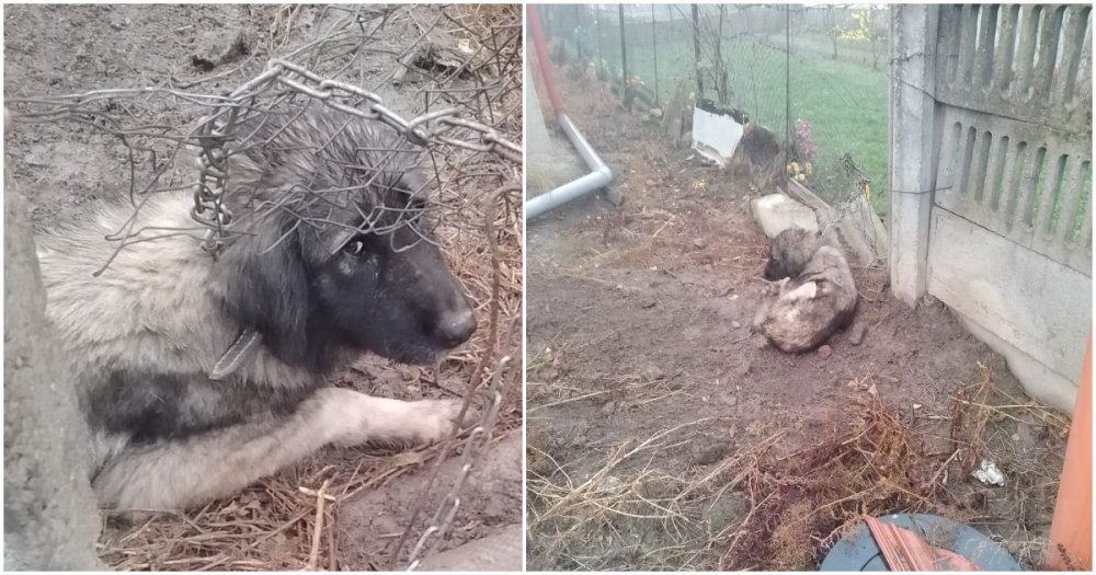 Legea care vrea să scape câinii de lanțuri. Noi obligații pentru proprietarii de patrupede
