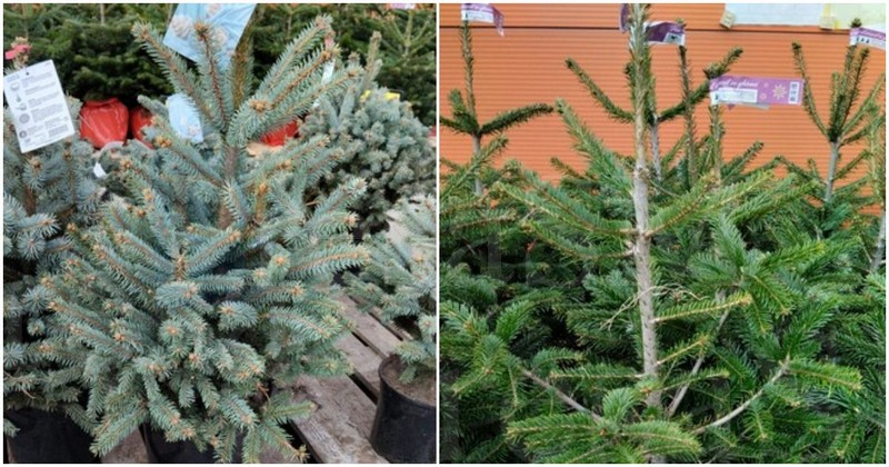 FOTO. Au apărut și primii brazi de Crăciun, pentru cei care vor să îi planteze în curți sau grădini