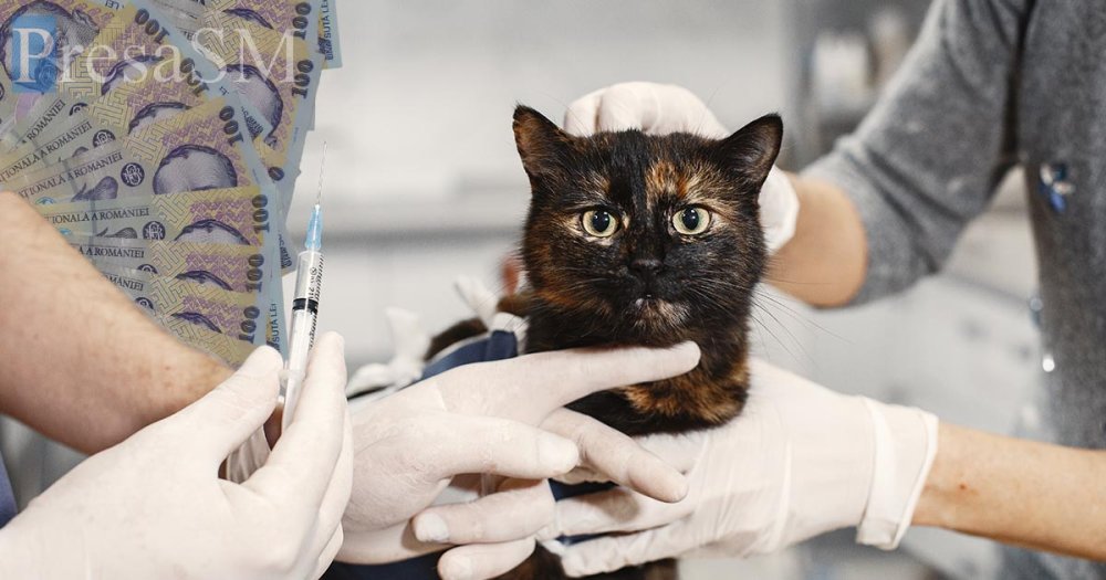 Ce amenzi riscă sătmărenii care nu își vaccinează câini și pisicile