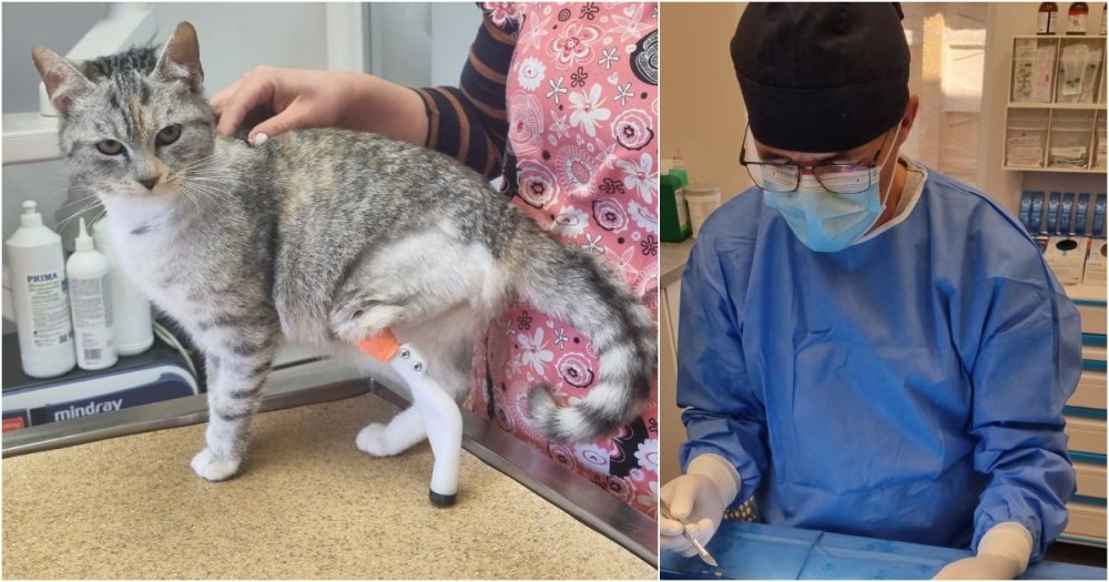 FOTO/VIDEO. Premieră în medicina veterinară din Satu Mare! Lili, pisicuța bionică. A primit o proteză personalizată
